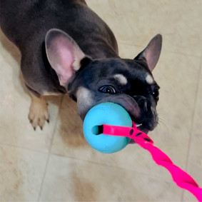 Dog with Handmade Adventure Hound Unlimited Biothane Tug Ball