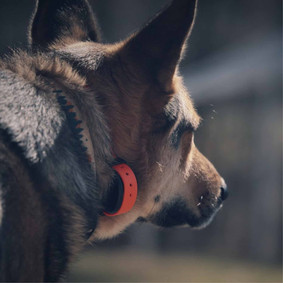Dog with Handmade Adventure Hound Unlimited Biothane Collar