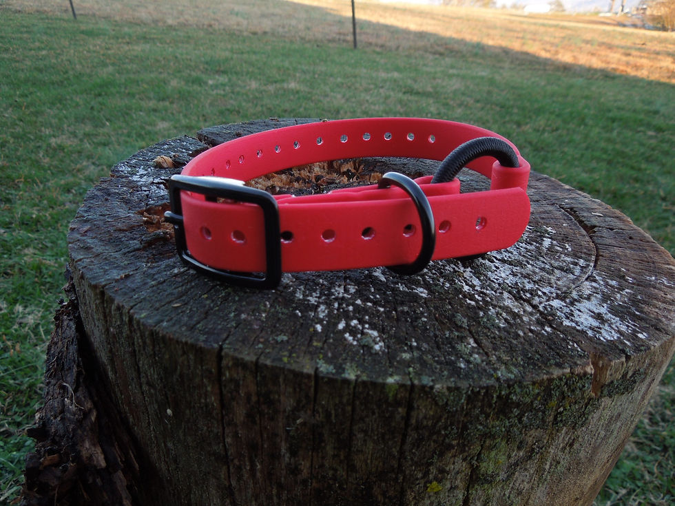 Thumbnail: 3/4" Buckle Collar