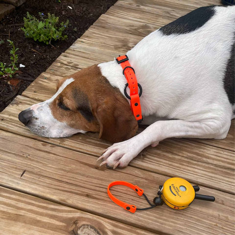 Dog with Handmade Adventure Hound Unlimited Biothane collar and remote with wristlet