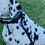 Thumbnail: 3/4" Standard Clip Leash