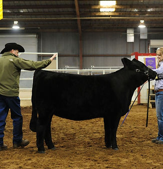 Simbrah Simmental
