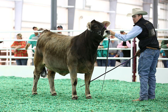 Simbrah cattle