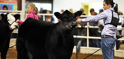 Show cattle for sale