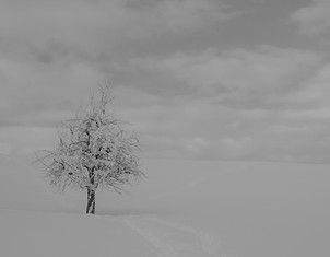 leafless tree on white snow covered grou