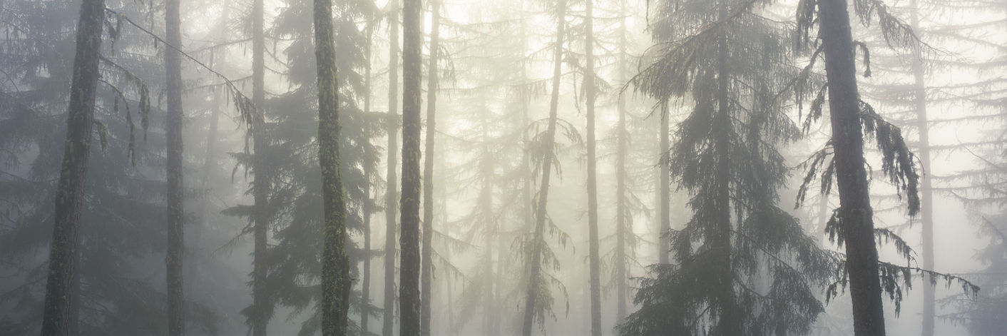 WALDWISPERN Nebel Linien Struktur Wald analog Fine Art