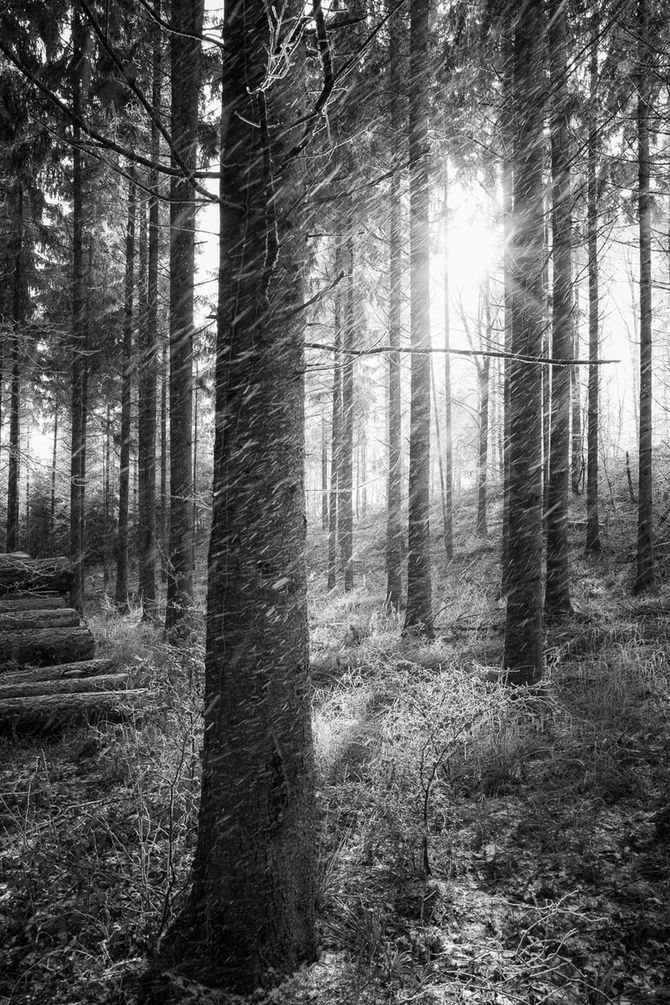 Black and white photograph of trees in a landscape