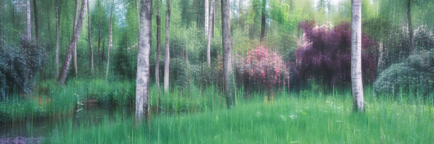 Verträumte Moorlandschaft mit Birken, violetten Blüten und weichen Bewegungsunschärfen in ruhigen Grün- und Violetttönen.
