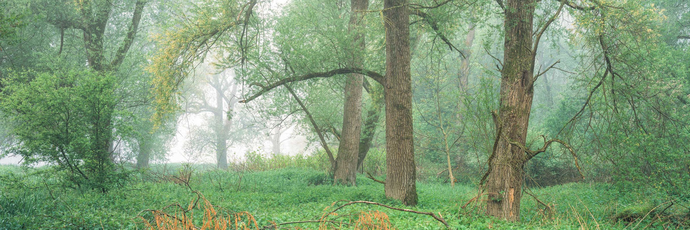 VOICE OF SPRING. Verwunschene Wald Landschaft, analog Fine Art Panorama-Fotografie