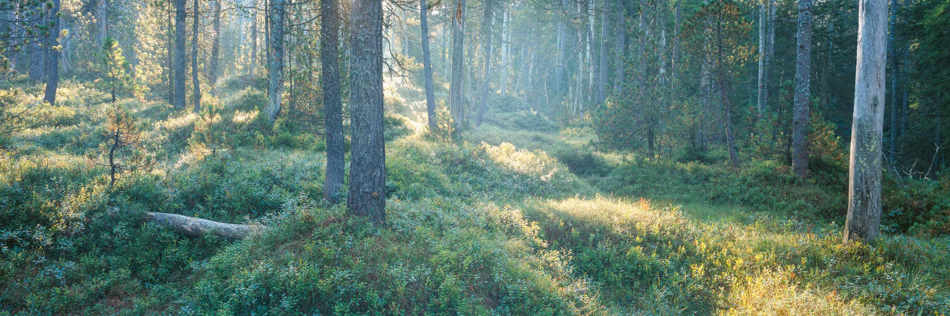 MAURICIGAE – analoge Panoramaaufnahme auf Dia-Farbfilm, nominiert bei Fine Art Photography Awards 2024, von Oliver Wehrli