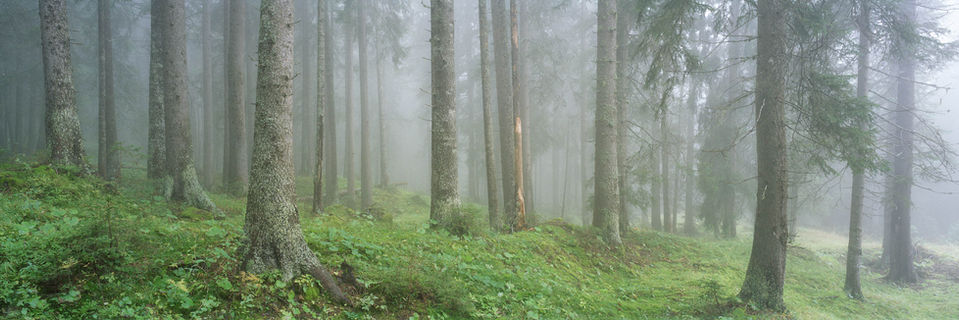VERBORISIA Schwarzweiss Wald Linien Struktur analog Fine Art