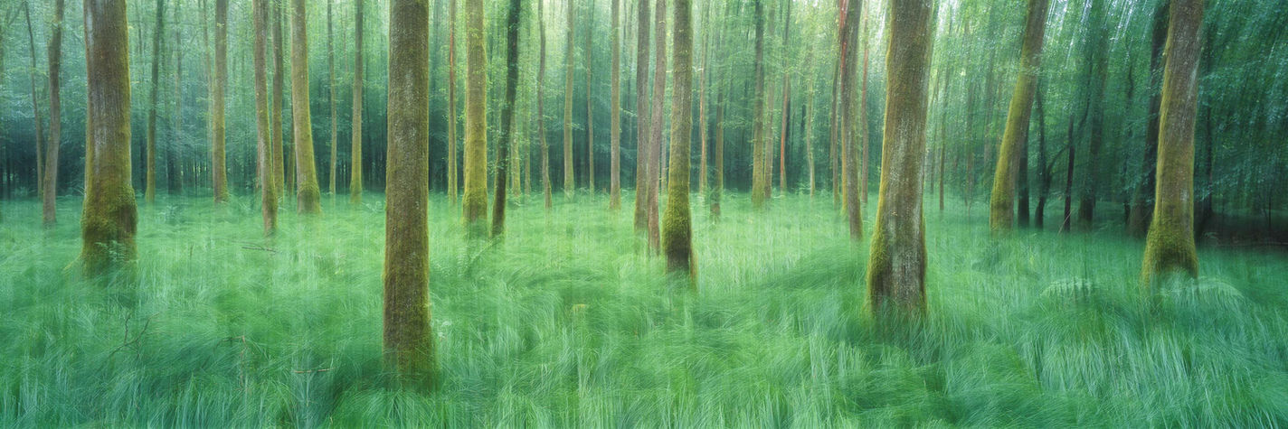MATRIX MOTION analog Fine Art Wald Bewegung abstrakt Oliver Wehrli