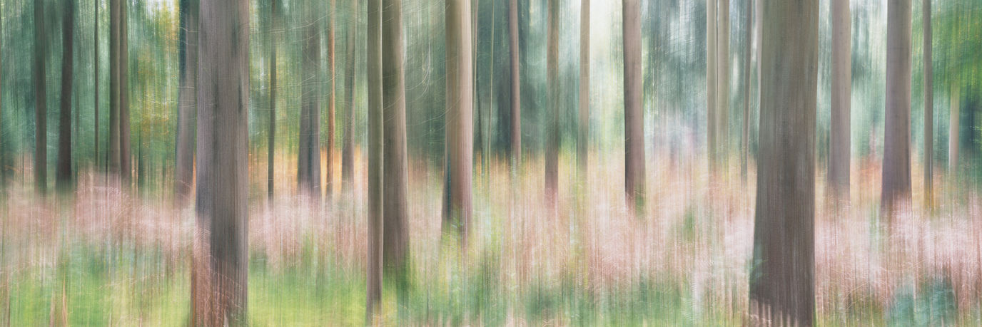 AVEN Wald minimalistisch Linien analog Fine Art Fotografie