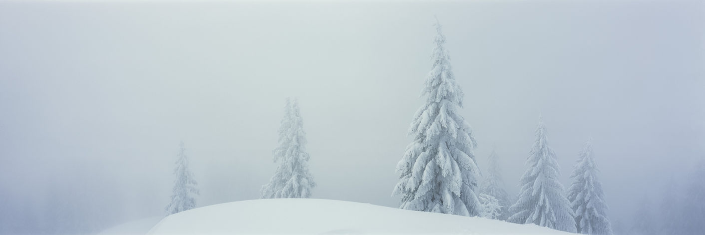 SERENITY Winter Tannenbäume analog Fine Art harmonisch