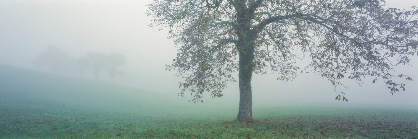 BAUMFLÜSTERN Baum im Nebel poetisch analog Fine Art Oliver Wehrli