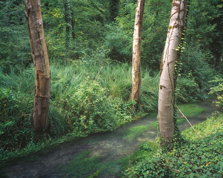 NAIÀ Wald Licht Bewegung analog Fine Art poetisch“
