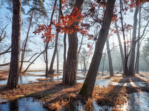 RED LEAVES
