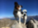 portrait-dog-rock-against-mountain.jpg
