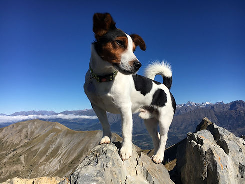 portrait-dog-rock-against-mountain.jpg