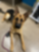 Untitled design (1).png