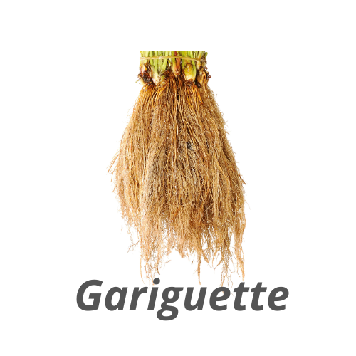 Thumbnail: Plant frigo gariguette