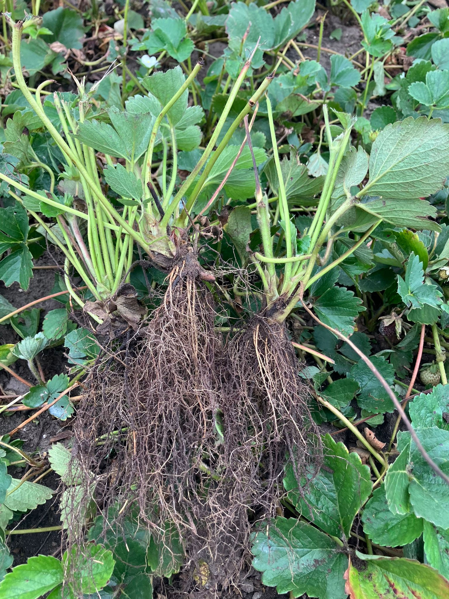 Frigo Plant- KARIMA®- VERVO