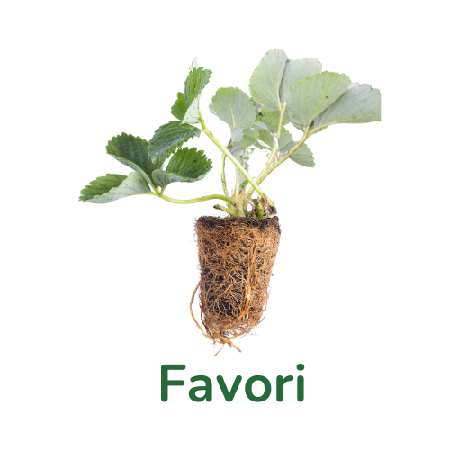 Trayplant Favori