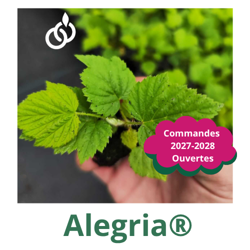 Alegria®