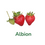 Miniature : Plant Frais- Albion- Viveros California