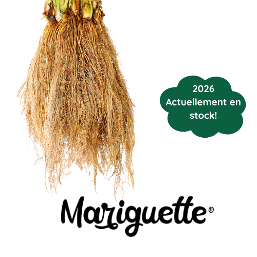 Plant frais-Mariguette®- Viveros California
