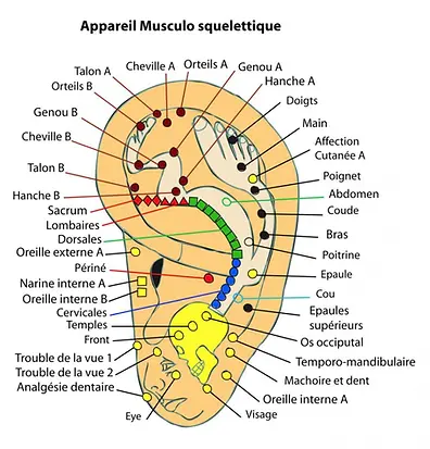 carte des zones réflexes de l'oreille