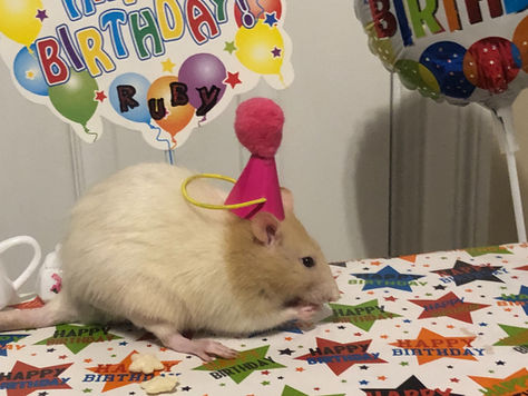Whisker Wonderland: Celebrating Your Rat's Birthday in Style