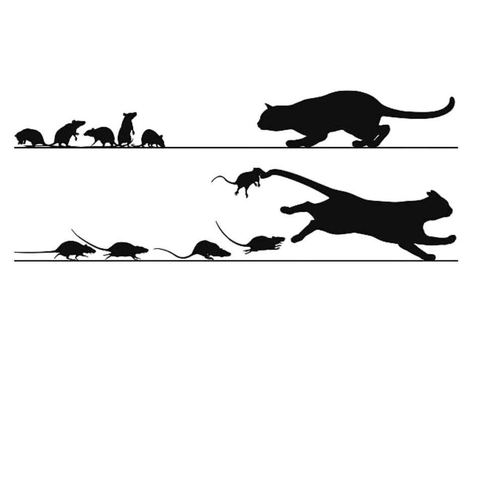 "Rats Chasing Cat" vinyl decals!