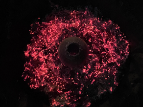 The Regenerative Imperative | Considering LA: PST Exhibition Fire Kinship: Southern California Native Ecology and Art.