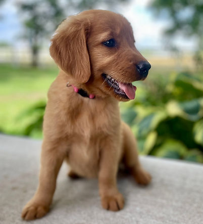 golden retriever puppies for sale missouri