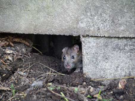 Se débarrasser des nuisibles