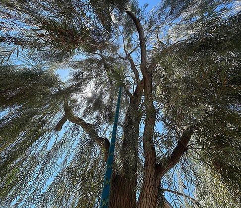 Tree climging