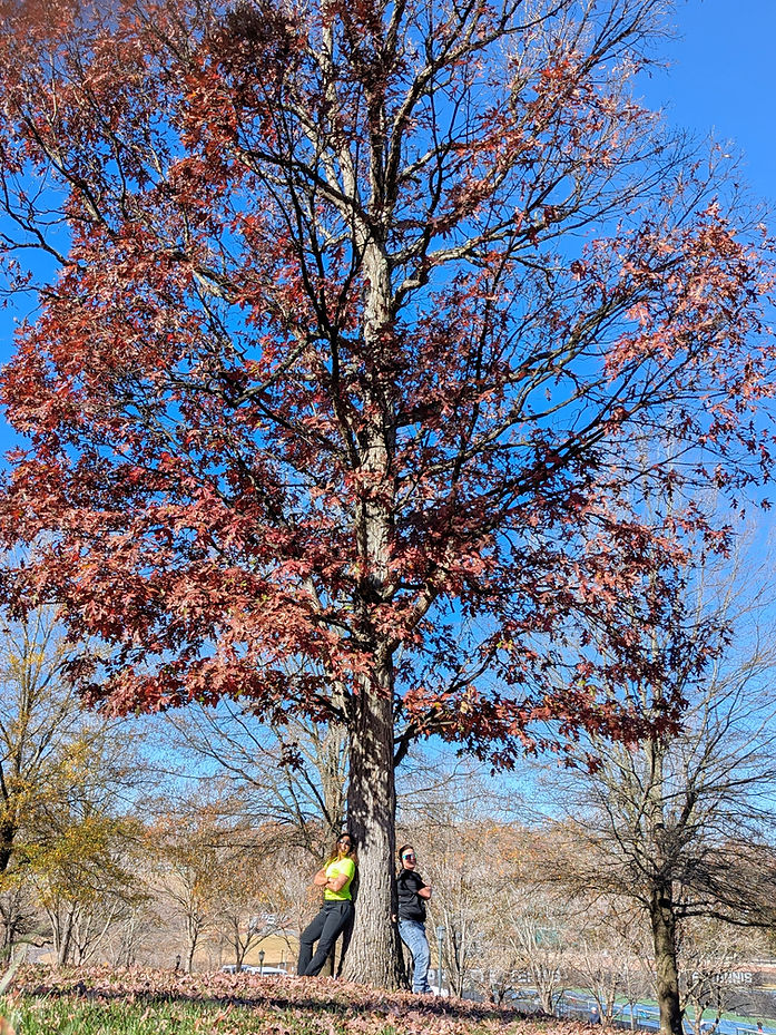Woman owned tree care team