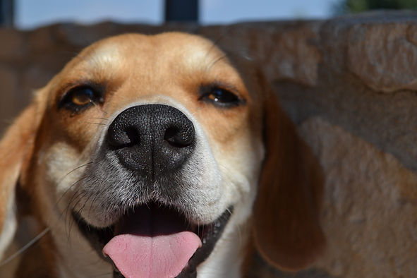 pensione per cani