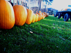 Row of Pumpkins
