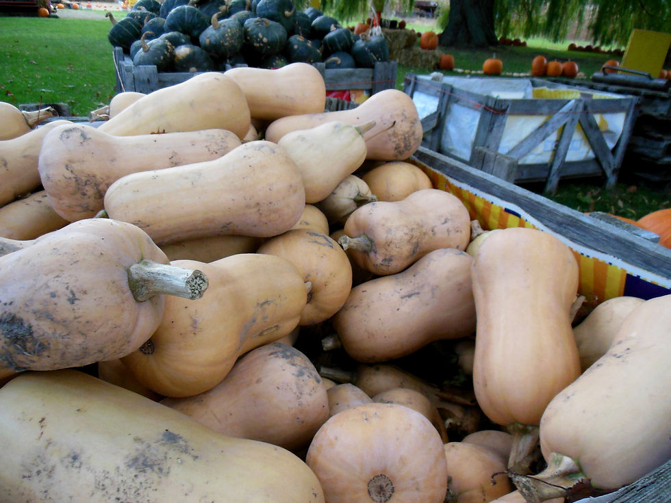 Butternut.JPG