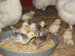Chicks