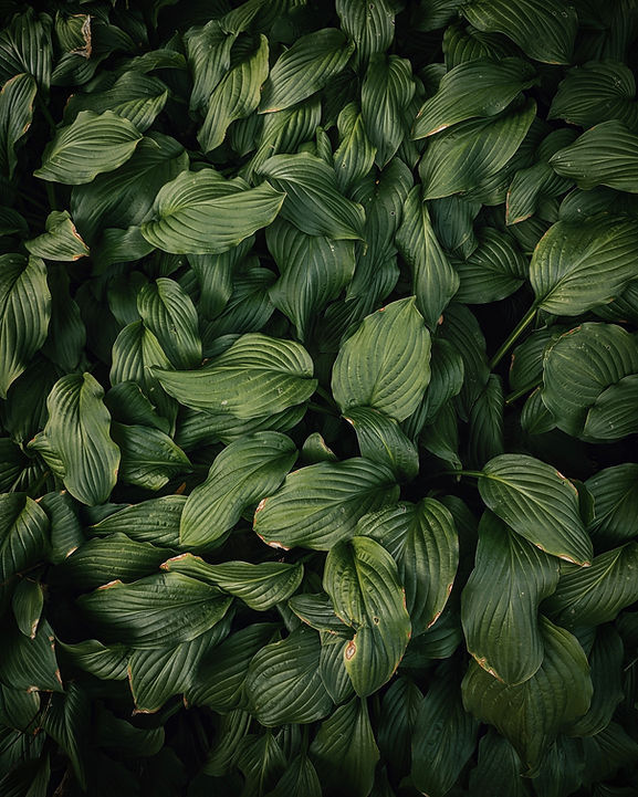 green leafed plans_edited.jpg