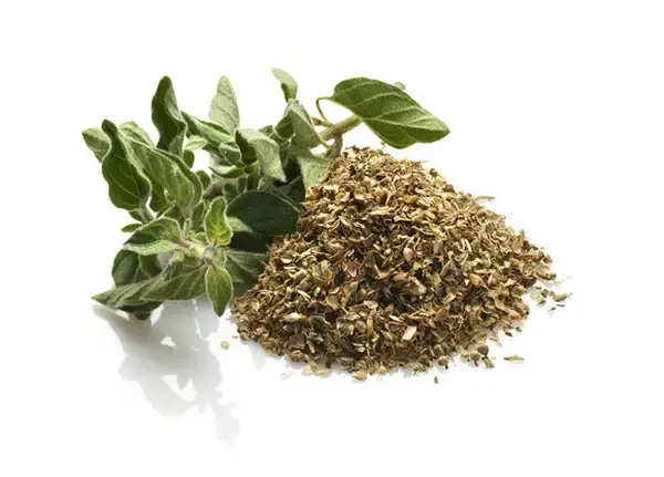 Orégano
