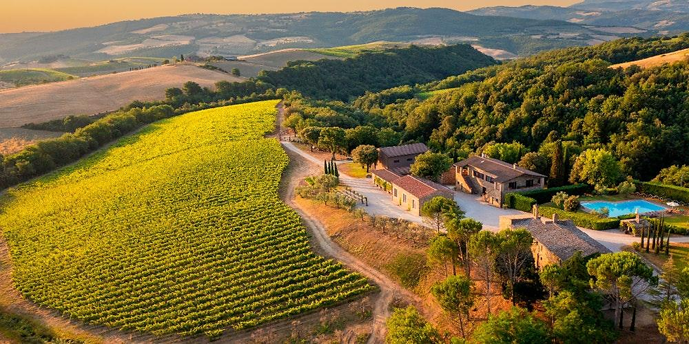 A vineyard estate nestled beside ancient oak forests, illustrating how vineyards and truffle woods naturally come together.