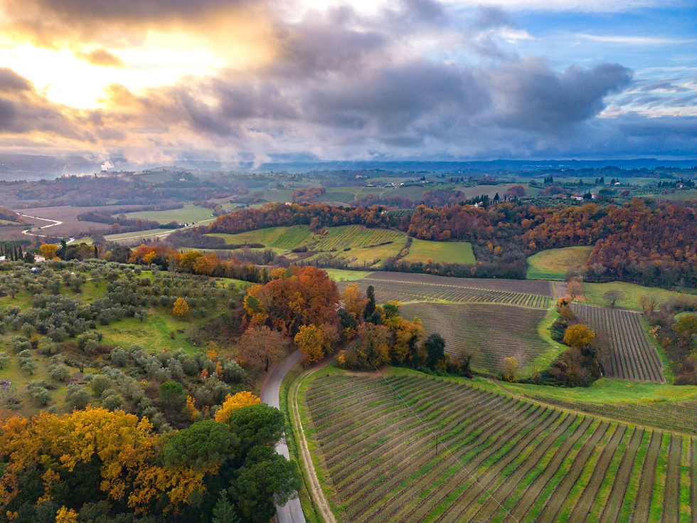 vineyards blending into ancient forests where truffles naturally grow.