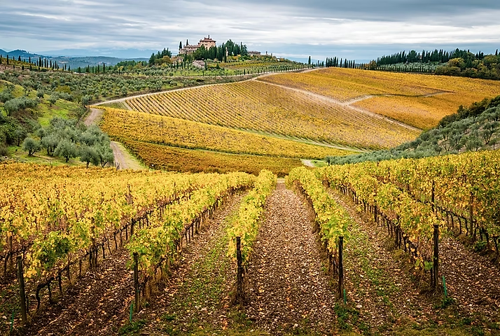 Rolling Vineyards of Mid Chianti Region