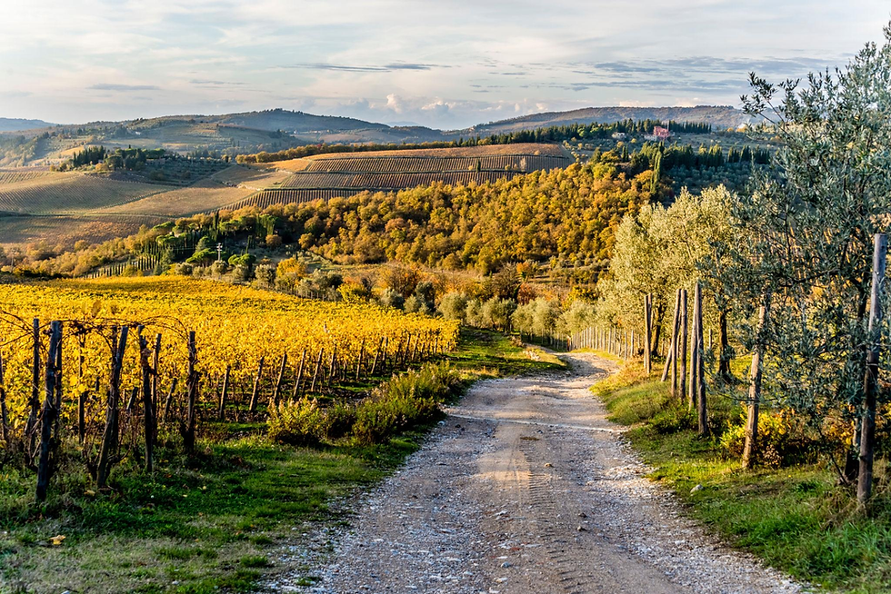 Winding paths through seasonal Vineyards