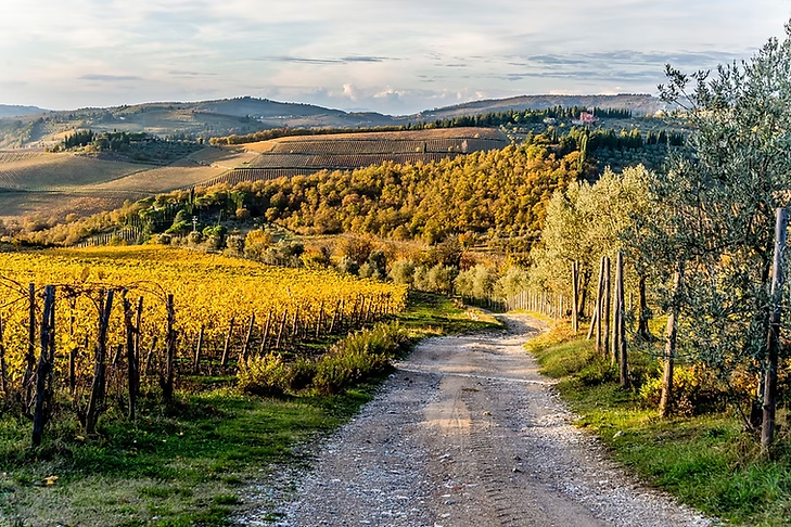 Winding paths through seasonal Vineyards