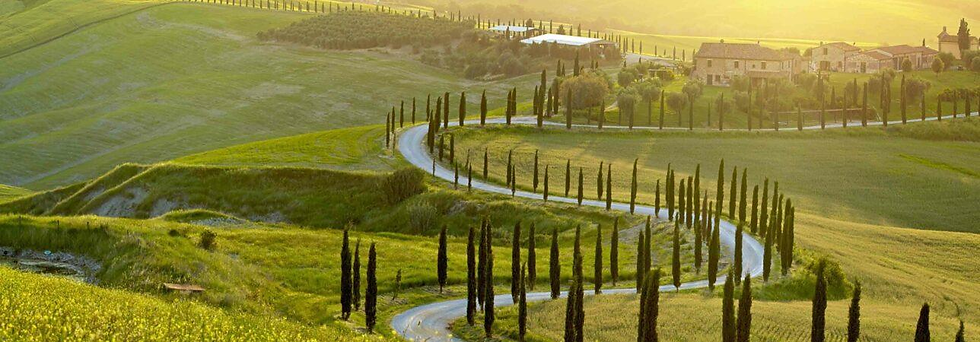 Vineyard road with cypress trees, rolling hills, and golden light.